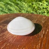 Small seashell: Codakia tigerina