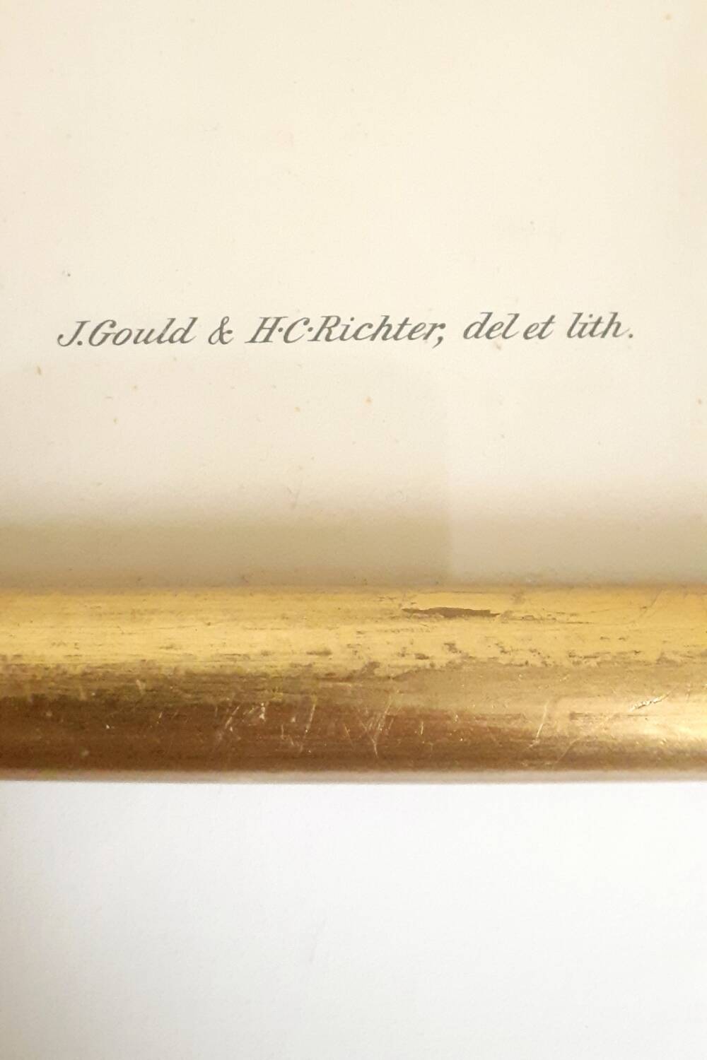 Vintage J.Gould color lithograph