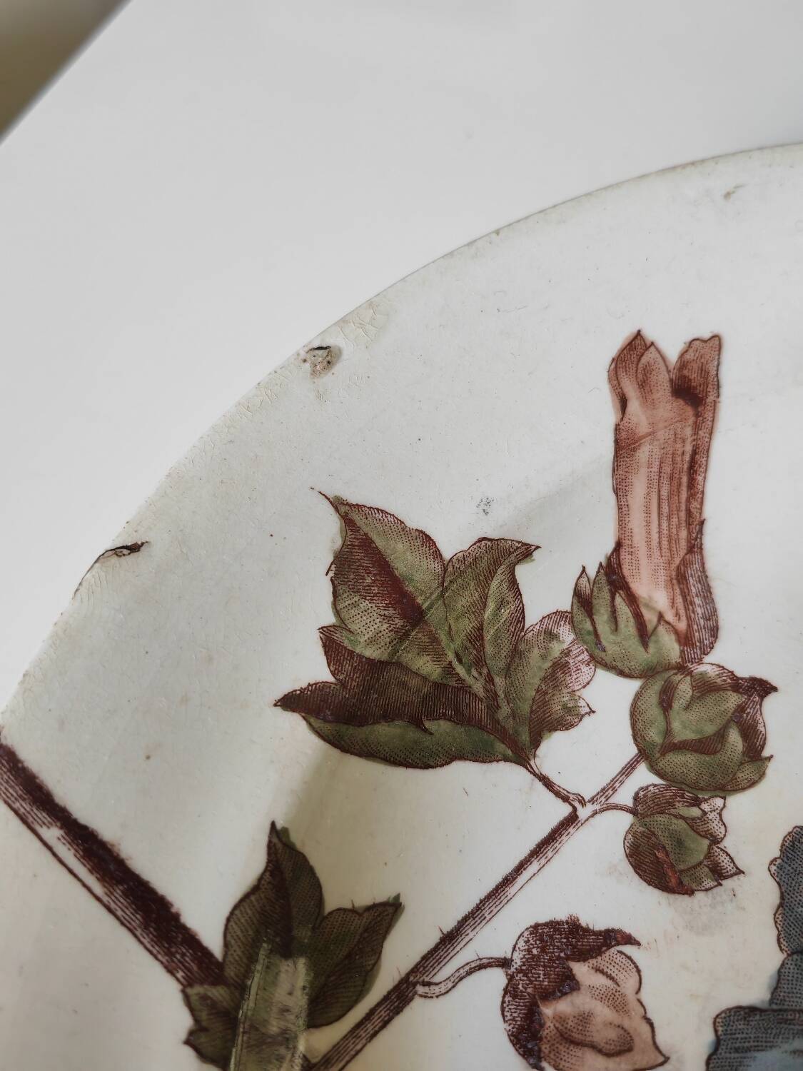 Old polychrome plate Trémières
