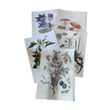 Botanical plates