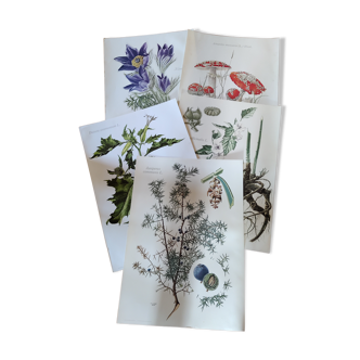 Botanical plates