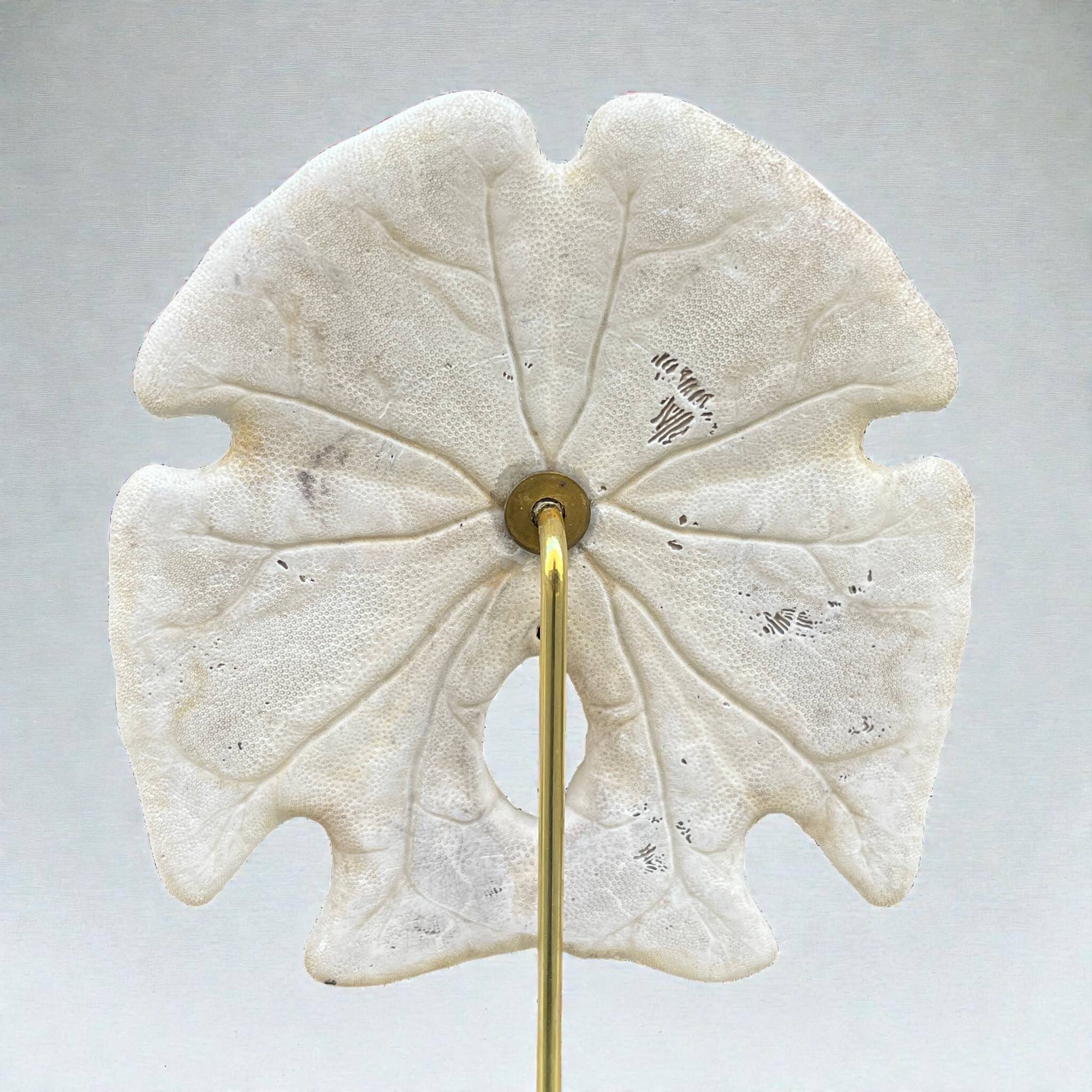 Old test of white sand dollar sea urchin on a wooden base curiosities