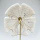 Old test of white sand dollar sea urchin on a wooden base curiosities