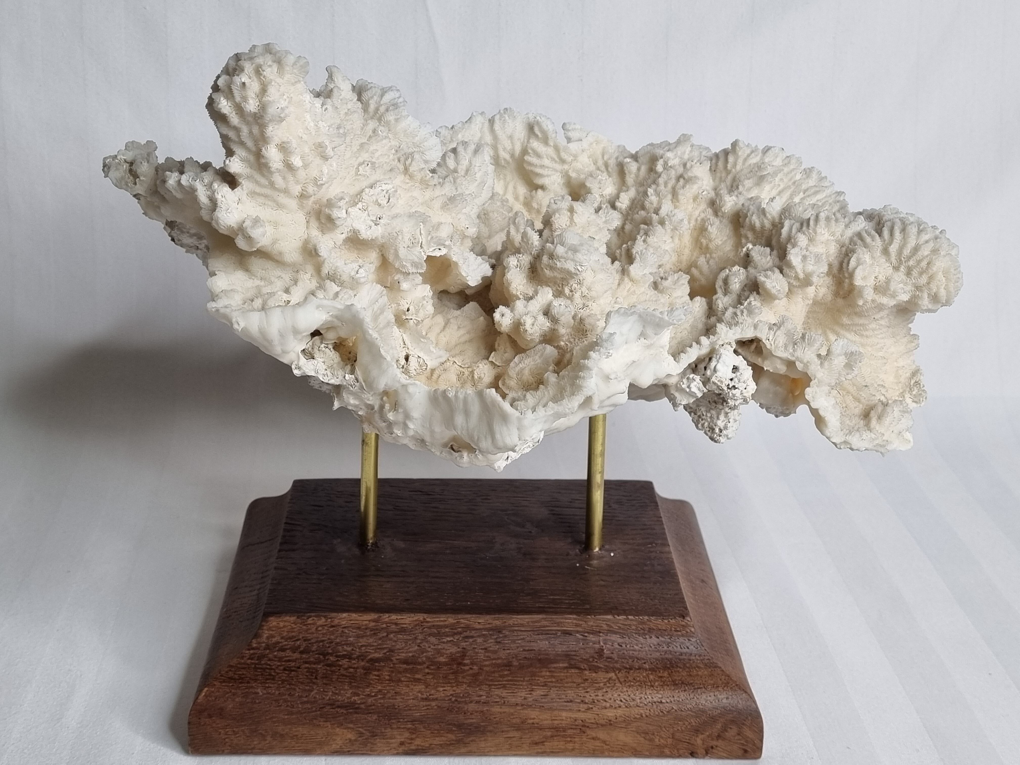 Old whole white coral on solid wood support, 34 cm
