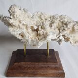 Ancien corail blanc entier sur support en bois massif, 34 cm