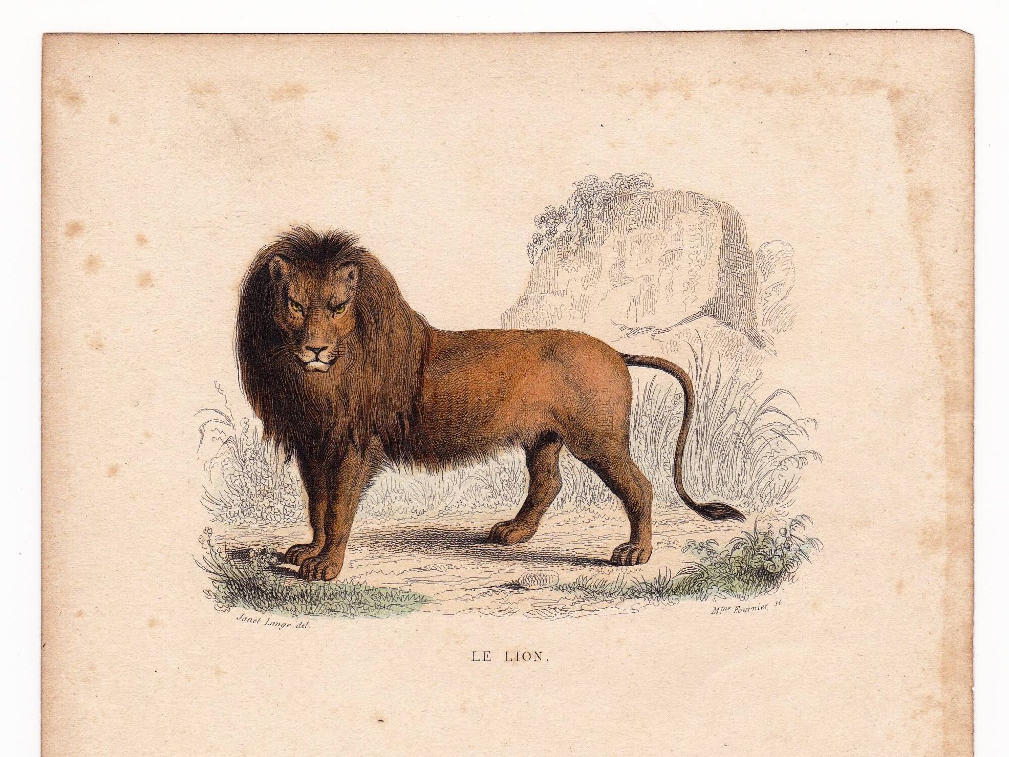 19th Century Engraving 1850 Lion Lioness Lion Cub Animals Feline