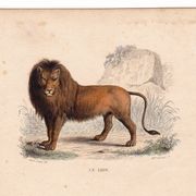 19th Century Engraving 1850 Lion Lioness Lion Cub Animals Feline