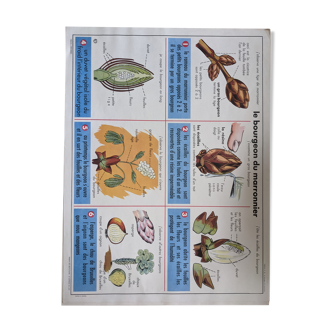 Old vintage school poster bud bean germination botanical brown chestnut