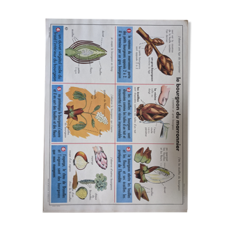 Ancienne affiche scolaire vintage bourgeon haricot germination botanique marron châtaigne
