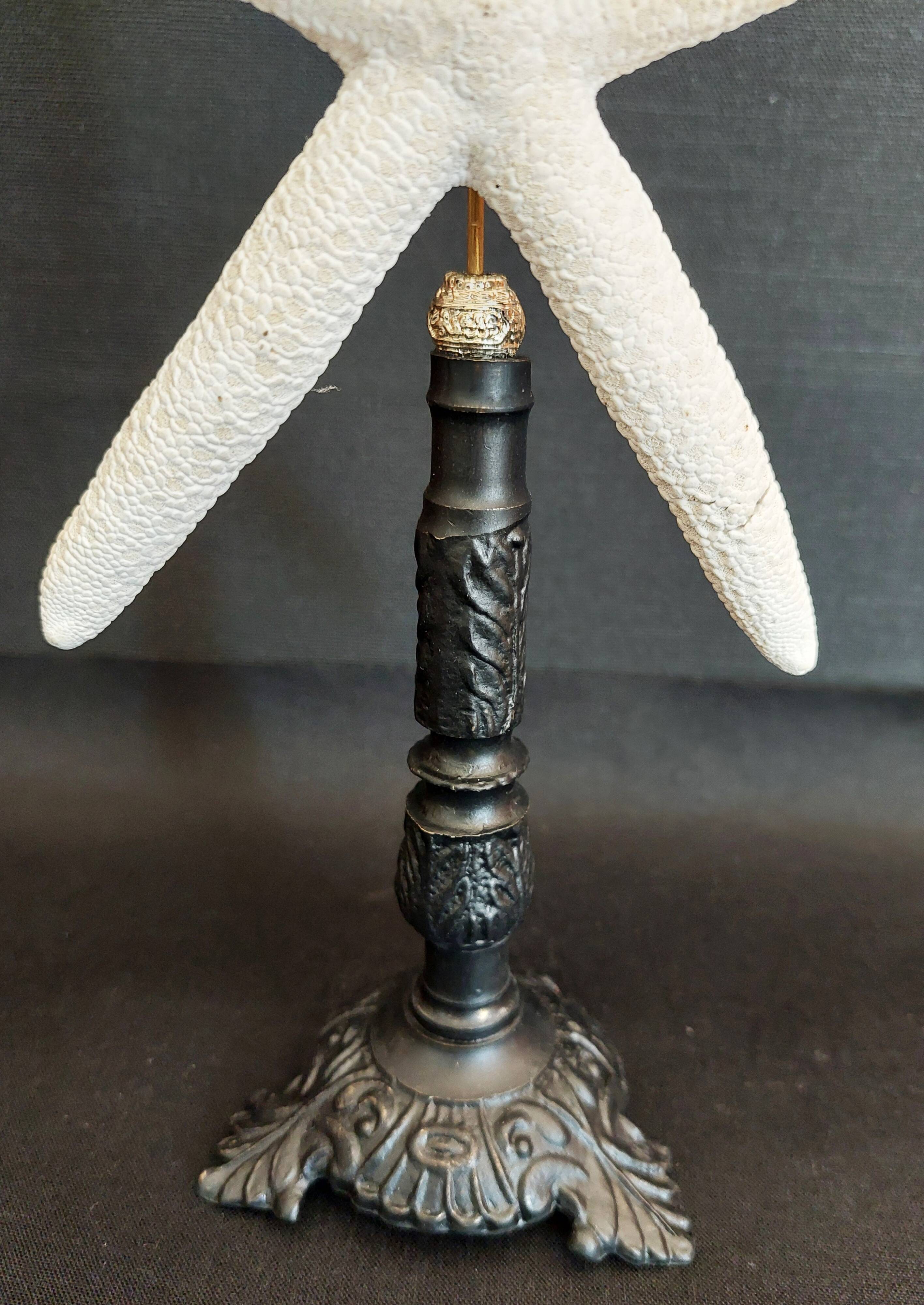 Cabinet of Curiosities white starfish linckia laevigata on base