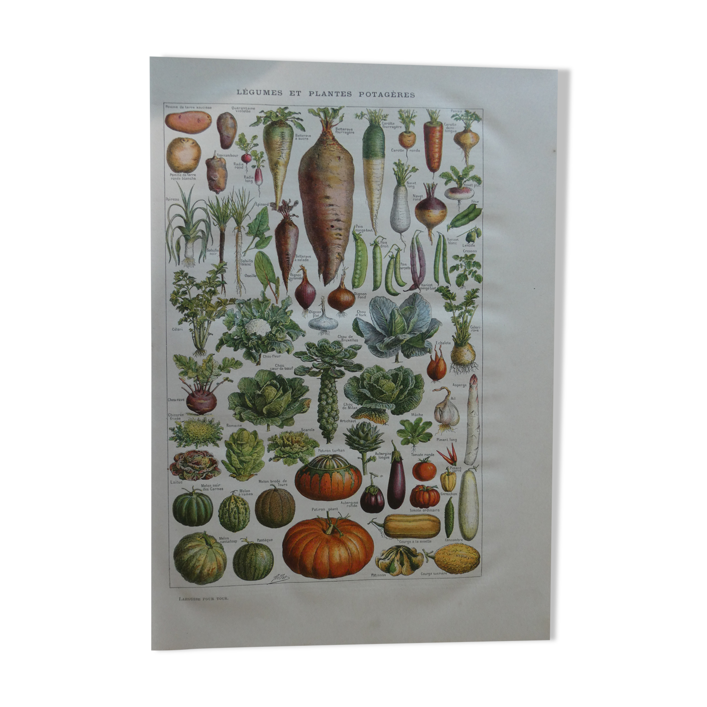 Lithograph, engraving on the vegetables of the vegetable garden dating from 1905