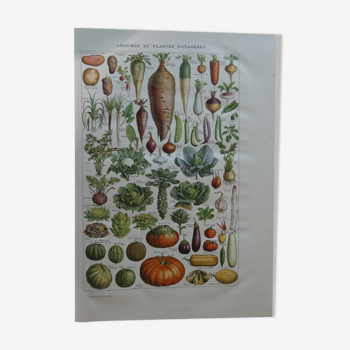 Lithographie gravure sur les légumes du potager datant de 1905