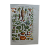 Lithograph, engraving on the vegetables of the vegetable garden dating from 1905