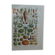 Lithograph, engraving on the vegetables of the vegetable garden dating from 1905