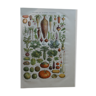 Lithographie gravure sur les légumes du potager datant de 1905