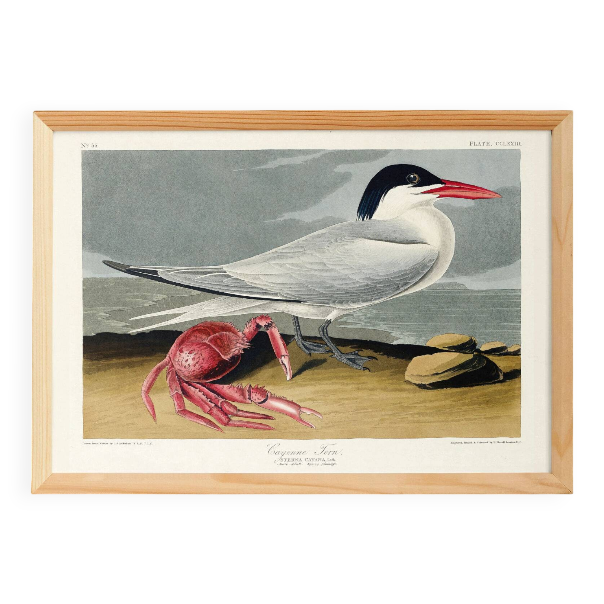 Poster about the Cayenne Tern, based on an old engraving from 1827.