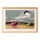 Poster about the Cayenne Tern, based on an old engraving from 1827.