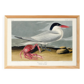 Poster about the Cayenne Tern, based on an old engraving from 1827.