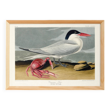 Poster about the Cayenne Tern, based on an old engraving from 1827.