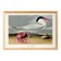 Poster about the Cayenne Tern, based on an old engraving from 1827.