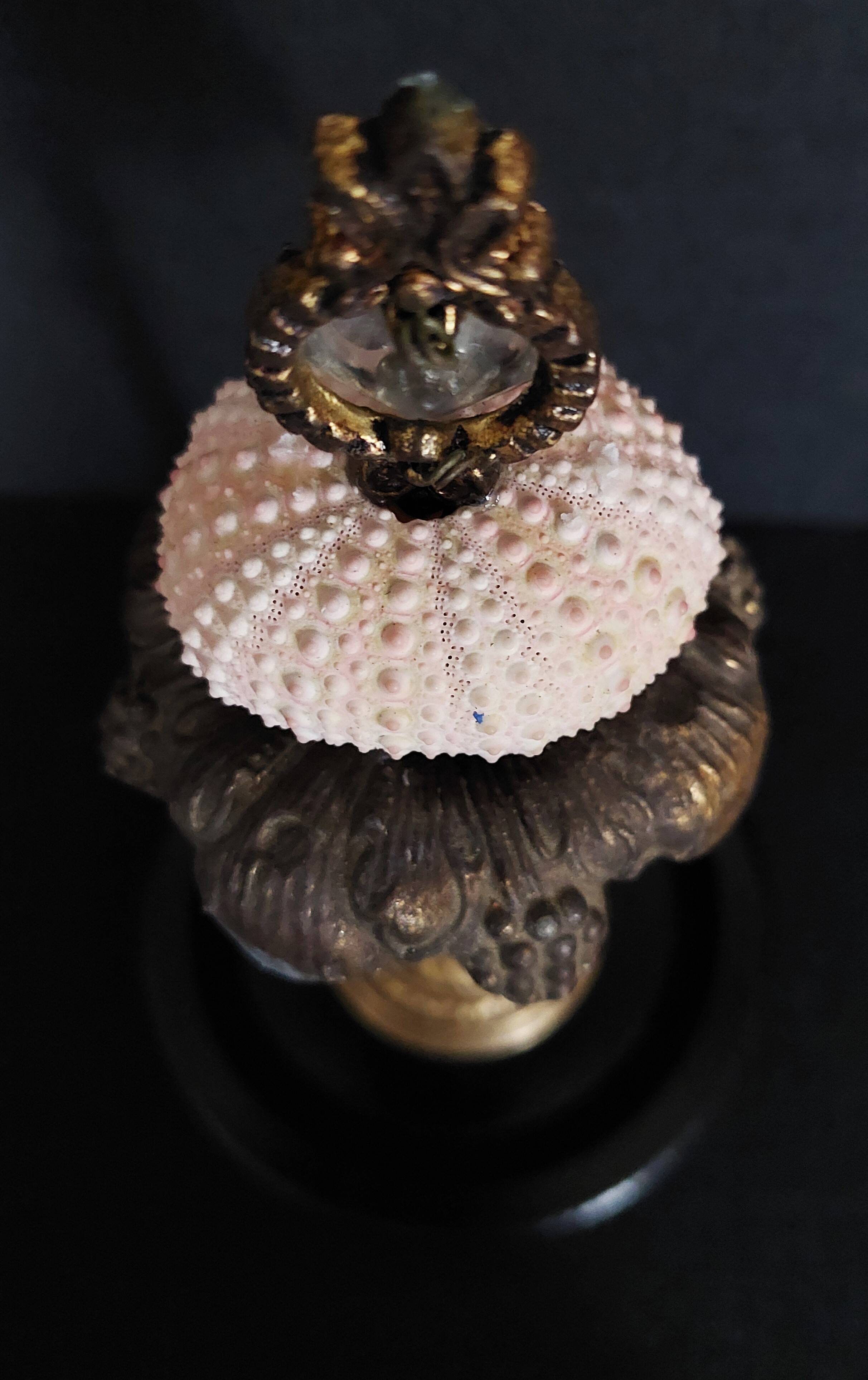 Cabinet of Curiosities globe with sea urchin paracentrotus lividus