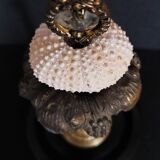 Cabinet of Curiosities globe with sea urchin paracentrotus lividus