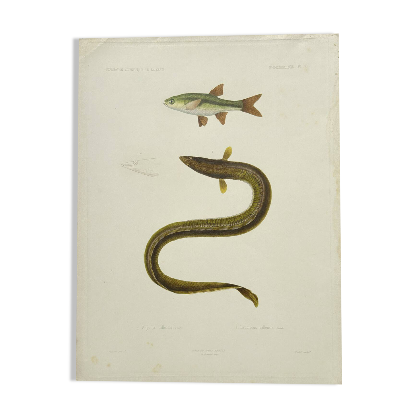 Original Engraving 1840 Coloured Hand-drawn Naturalist Exploration
