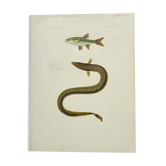 Gravure Originale 1840 Exploration Naturaliste ancienne coloré mains
