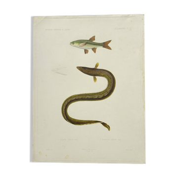 Original Engraving 1840 Coloured Hand-drawn Naturalist Exploration