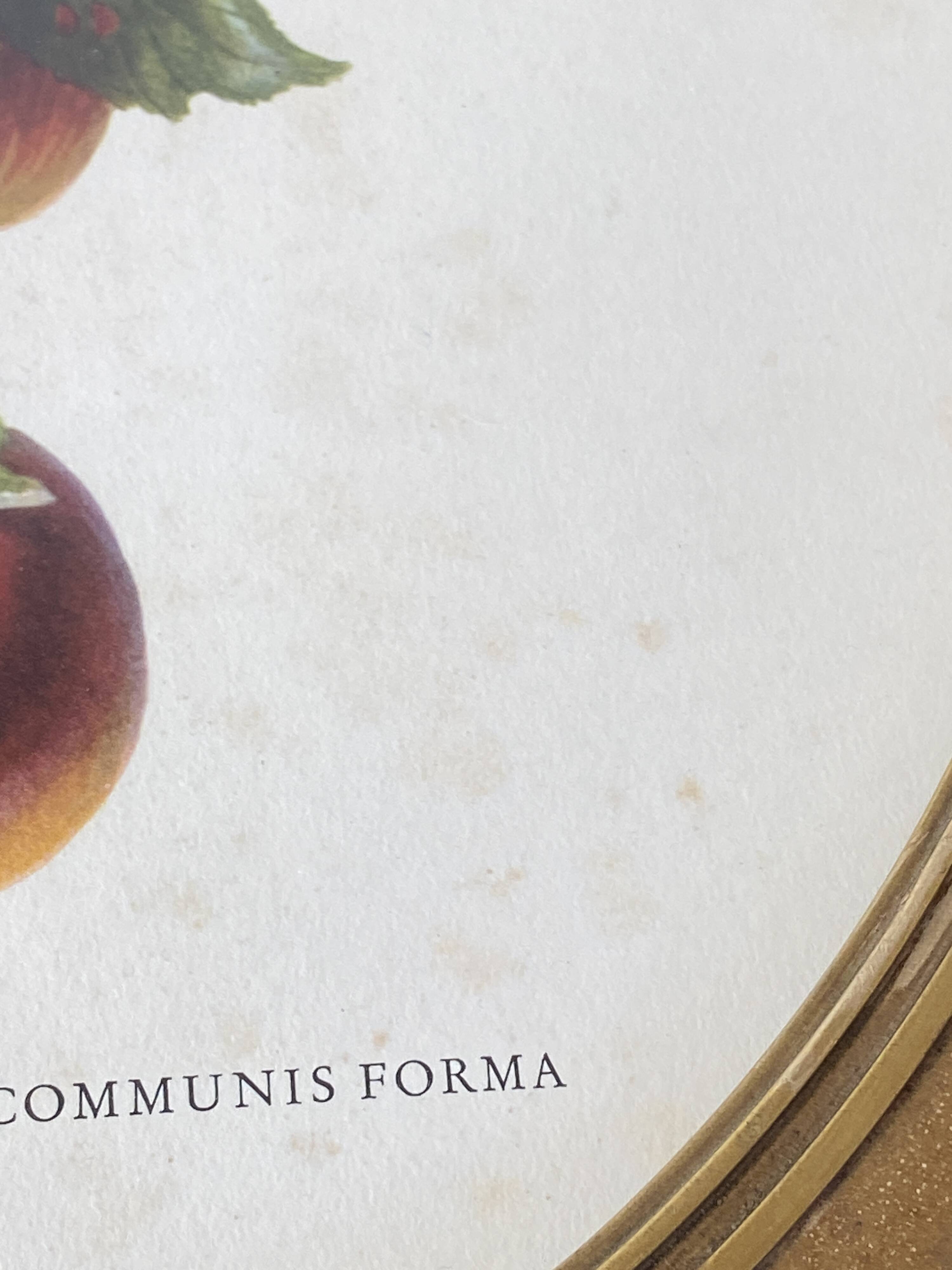 Affiche botanique Malus Communis encadrée