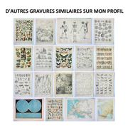 Engraving • Flowers and greenhouse plants • Original and vintage poster from 1898