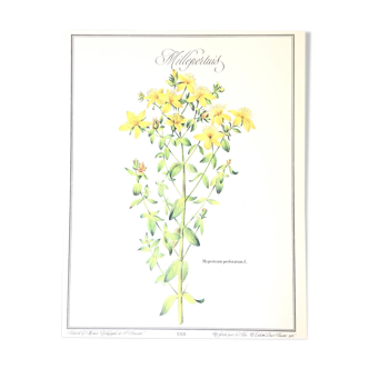 Glass frame botanical poster Millepertuis