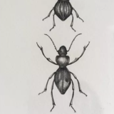 Illustration insects n°2, limited series