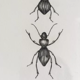 Illustration insectes n°2, série limitée