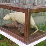 Old display case