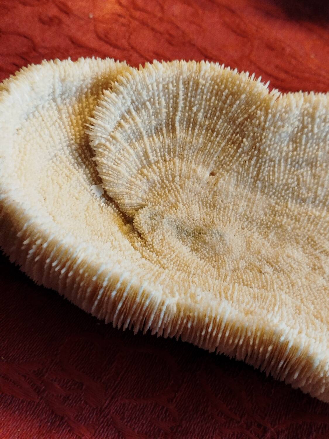 White coral fungia