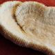 White coral fungia