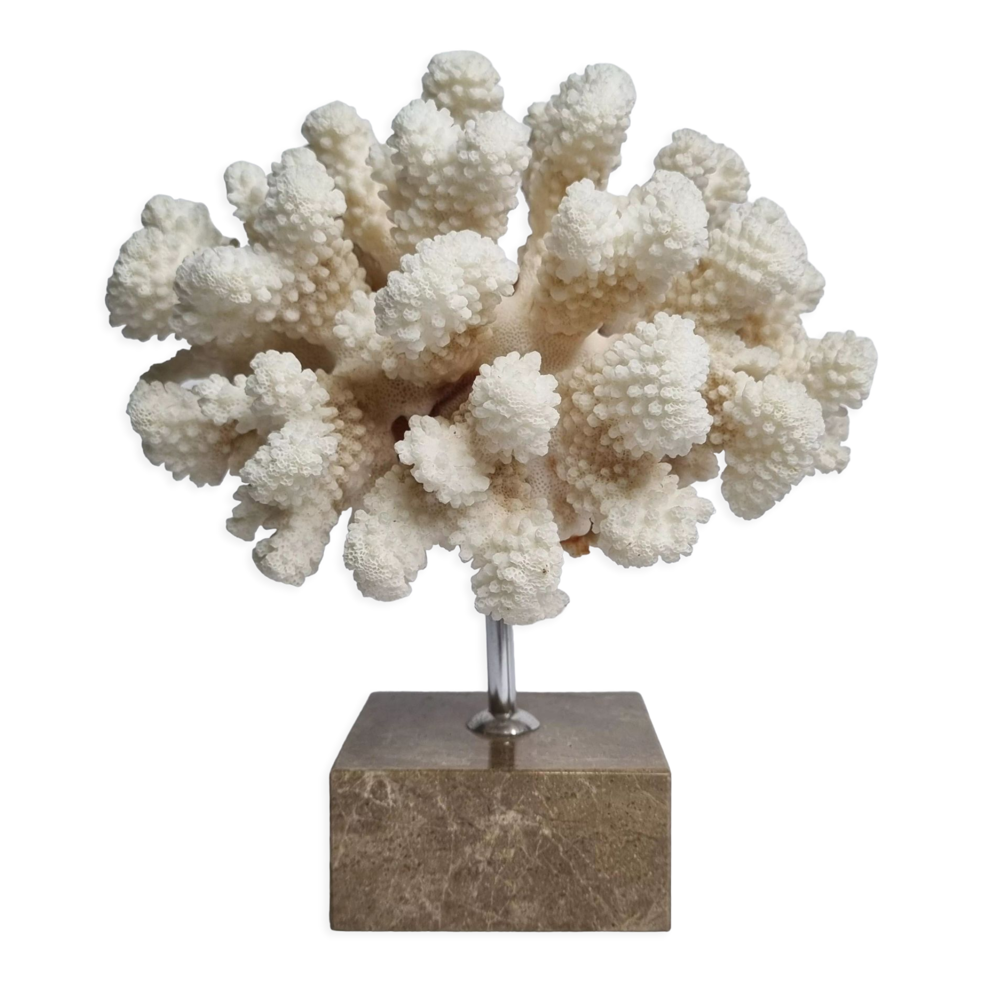 Old white coral on marble base, 20 cm
