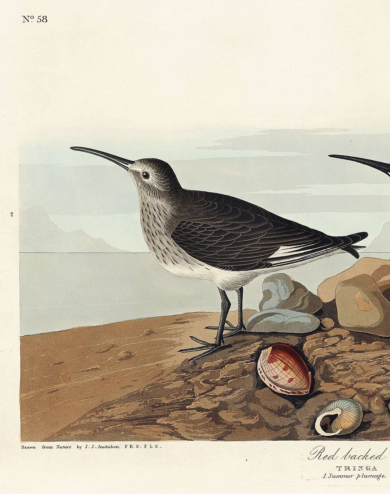 Poster about the Dunlin, based on an old engraving from 1827.