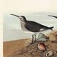 Poster about the Dunlin, based on an old engraving from 1827.