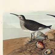 Poster about the Dunlin, based on an old engraving from 1827.
