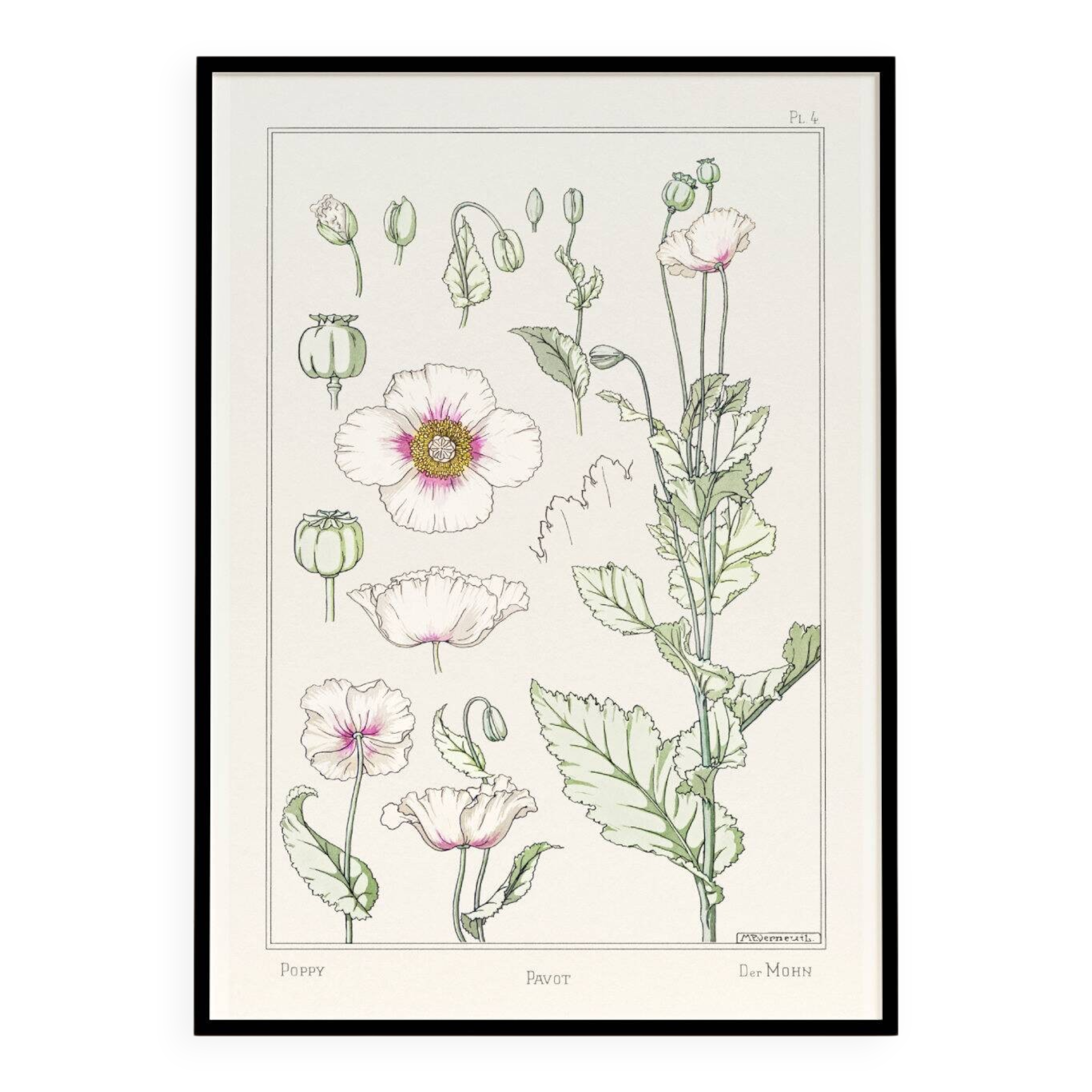 “Poppy” poster, after an Art Nouveau lithograph from 1897