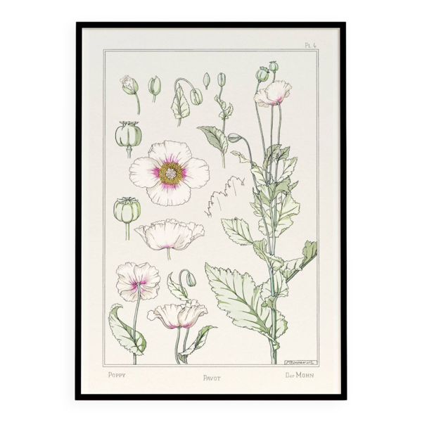 Affiche “Pavot”, d’après une lithographie art nouveau de 1897