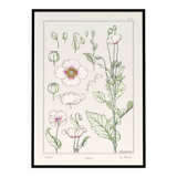 “Poppy” poster, after an Art Nouveau lithograph from 1897