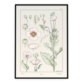 Affiche “Pavot”, d’après une lithographie art nouveau de 1897
