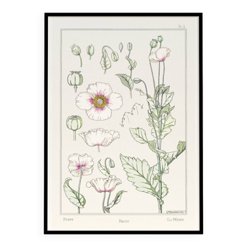Affiche “Pavot”, d’après une lithographie art nouveau de 1897