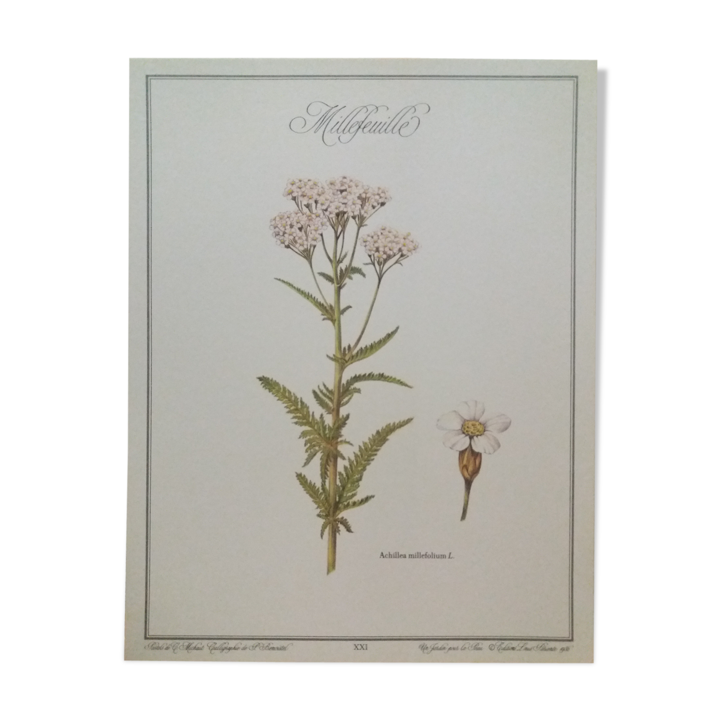 Planche botanique Millefeuille