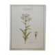 Planche botanique Millefeuille