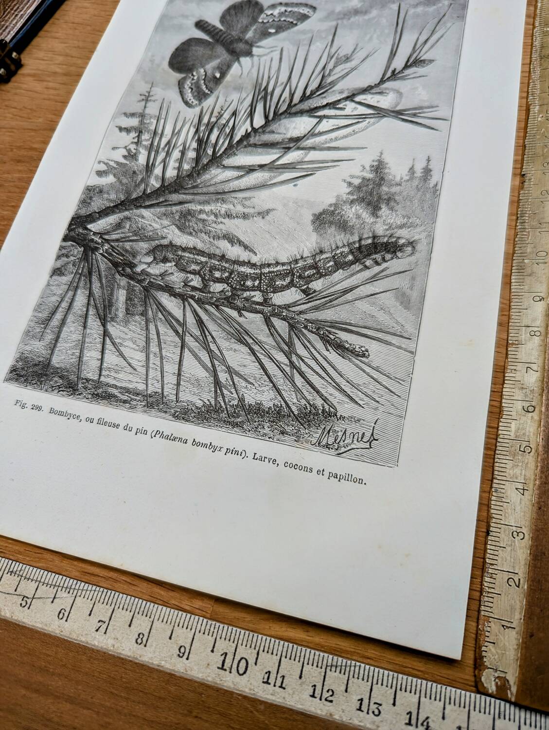 Imprimée en 1875, Gravure sur le Bombyx du pin