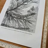 Printed in 1875, Engraving of the Pine Bombyx